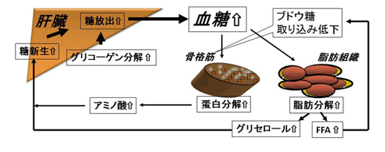 ステロイド糖尿病 一般の皆様へ 日本内分泌学会