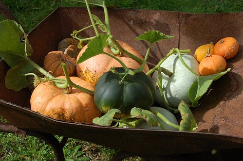 pumpkins 2013