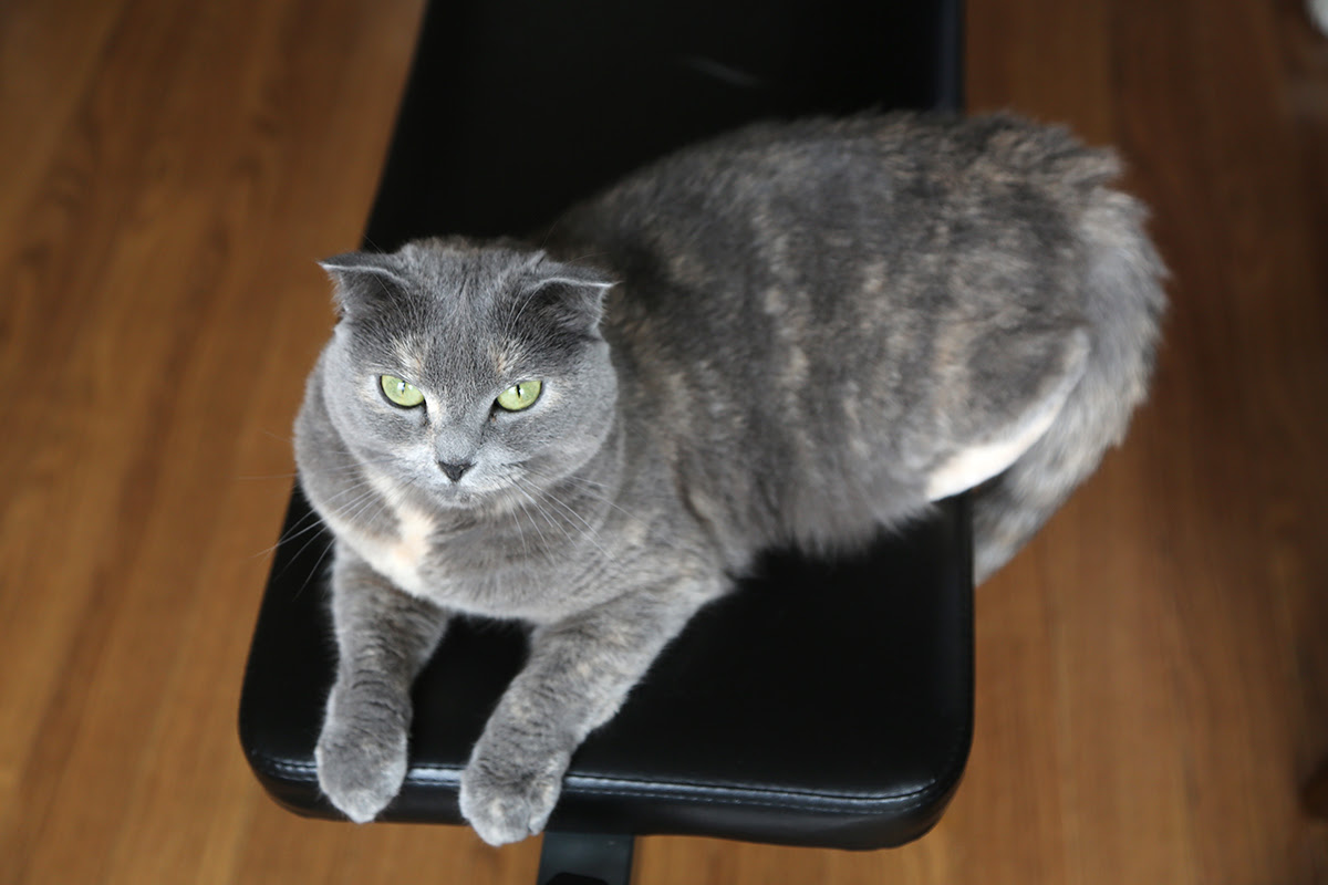 グレーの猫の種類5選 美しい毛色を持つグレー猫 灰色猫 の魅力とは