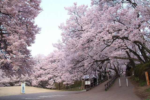 高遠城址公園桜まつり17の見頃は 混雑や駐車場情報も 速報 スクープちゃんニュース