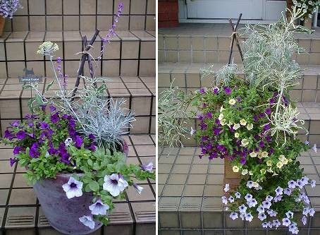 ２００４年初夏から夏コンテナ寄せ植え