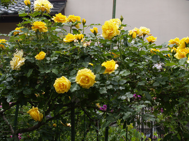 ばら 我が家の花日記