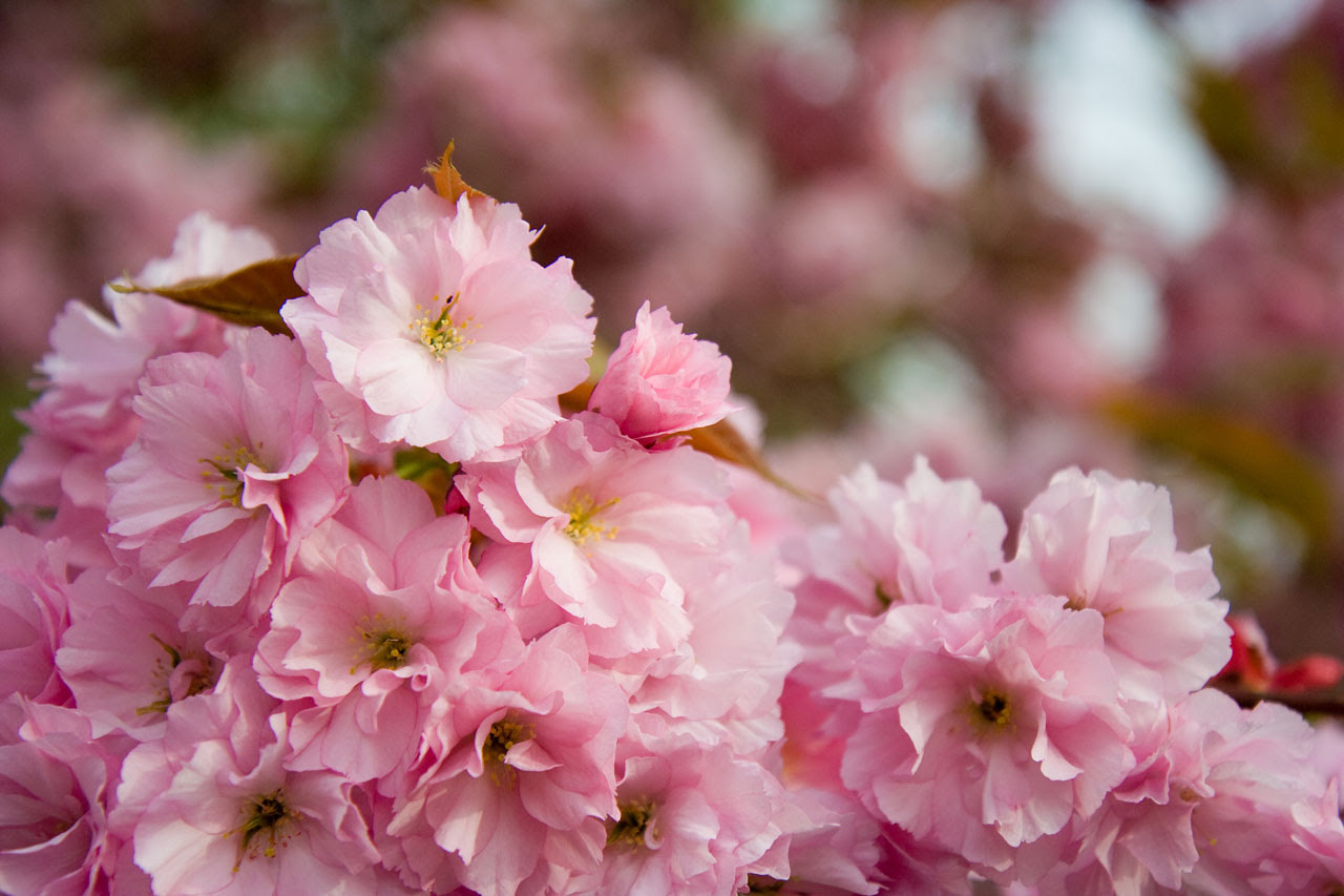 Sakura Free Stock Photo Public Domain Pictures Sakura Free Stock Photo Public Domain Pictures