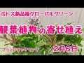 √70以上 ポトス 寄せ 植え 325778