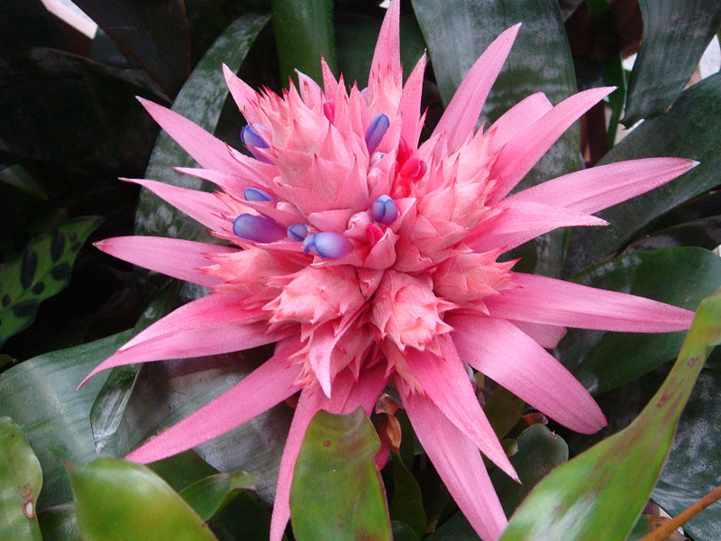 科名 パイナップル科 野の花図鑑