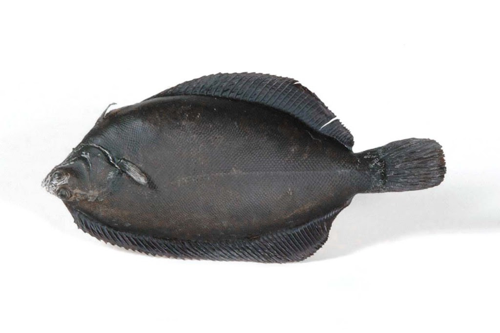 クロガレイ 剥製 厚岸町海事記念館