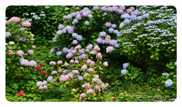 수국천지 태종사 - 산수국(山水菊) 