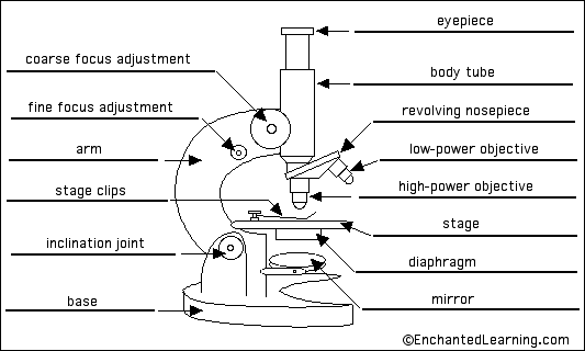 The Microscope - General Revision for GCSE