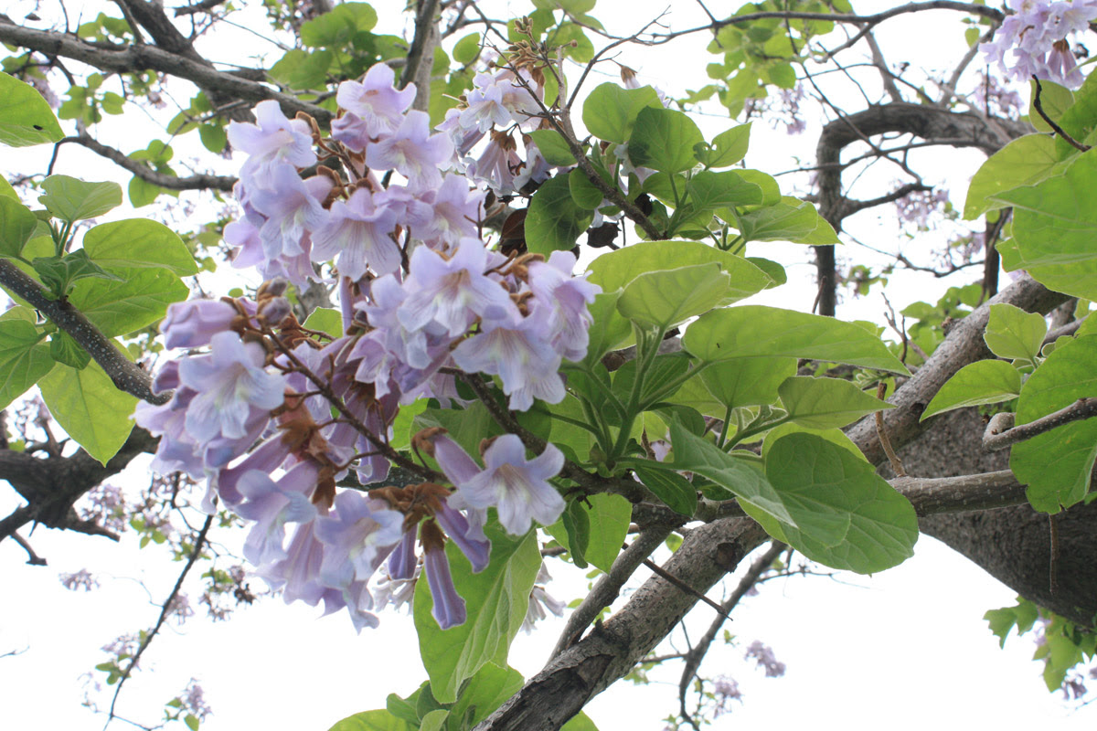 大きな桐の木の花がきれいでした ５月９日 暖かさと希望を届けたい