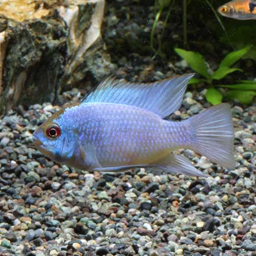 熱帯魚のご紹介 熱帯魚ショップトロピランド