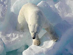A male polar bear