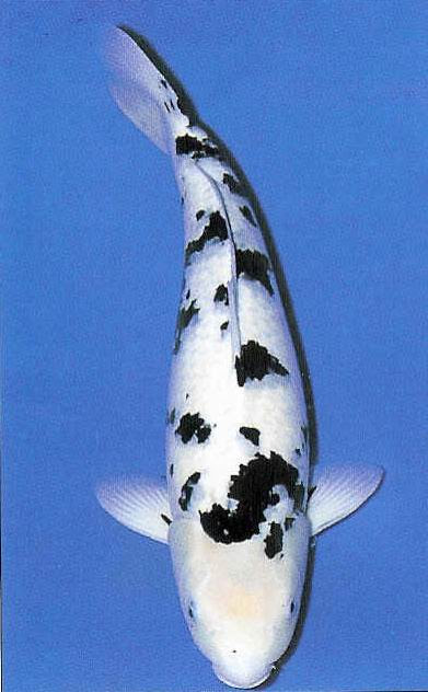 Japanese Koi & Garden Pond Fish Guide in New Jersey | Full Service Aquatics