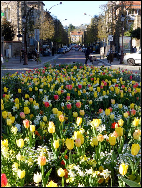 Tulipes Versailles Saint-Symphorien Montreuil