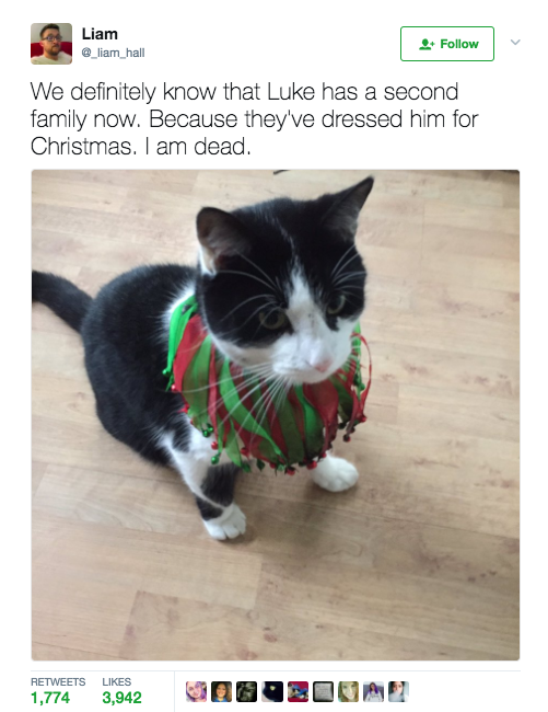 Nobody tells you about the secret, second life your cat will lead when you're not around.