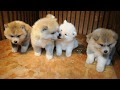 【印刷可能】 秋田 犬 ペット ショップ 327478-秋田 ペット ショップ 犬