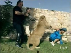 Attaque de lion en direct
