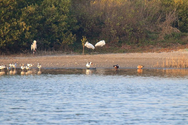 雲嘉南濱海悠遊賞鳥行
