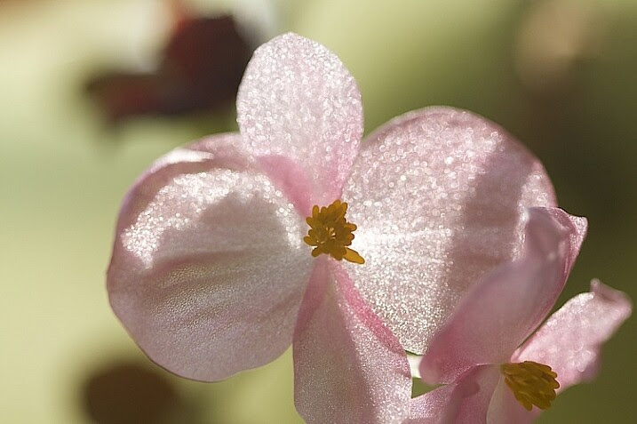 11-Light-painting-flowers-no-fill-pink-2