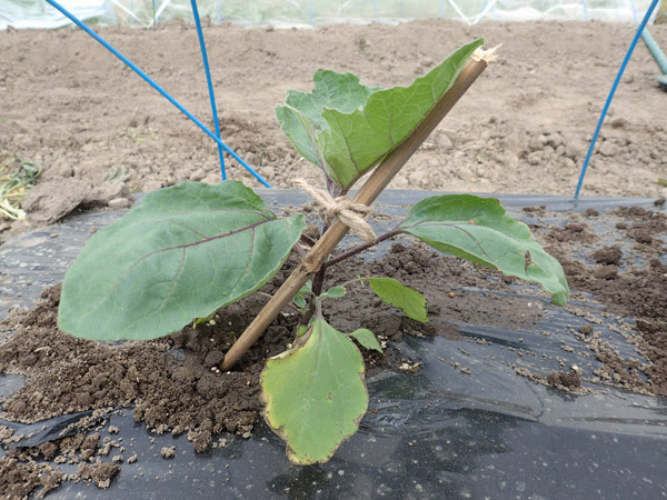 ナスの植えつけと仮支柱 ポタジェ Jp ー 楽しいキッチンガーデニング 家庭菜園