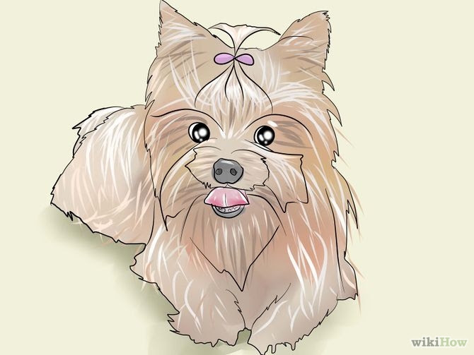 Groom a Yorkshire Terrier Step 29.jpg