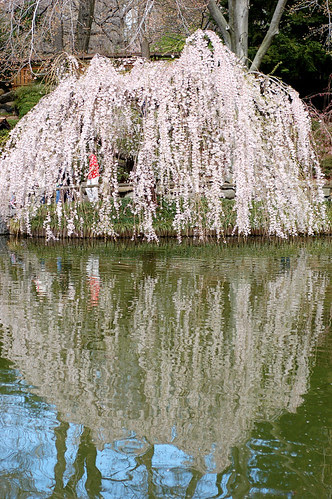CherryTreeReflected