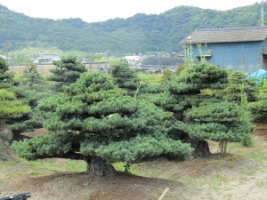 cultivo en suelo de pinos bonsai