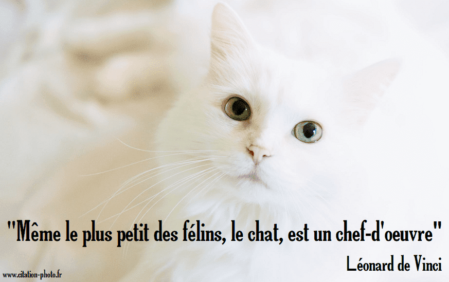 Citations Sur Le Chat En Images