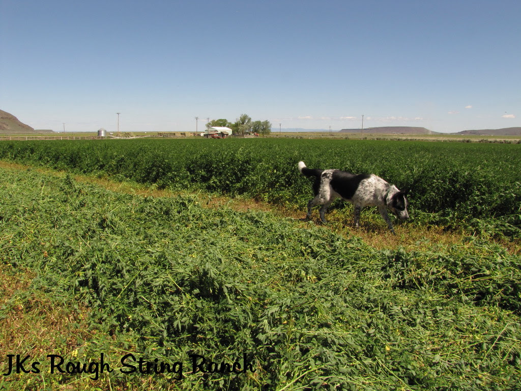 Smellin' the Fresh Cut Alfalfa