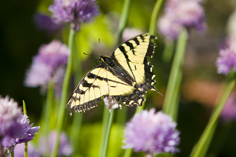 garden_0004
