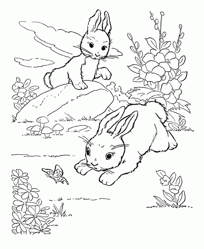 Rabbit Color Pages - Coloring Home