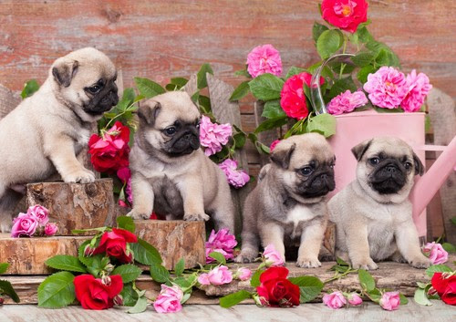 Antiquitaten Kunst A4 Pug Puppies Poster Size A4 Dog Puppy Flowers Roses Cute Poster Gift 15947 Kunst