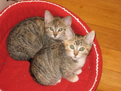 Kittens in Their Bed