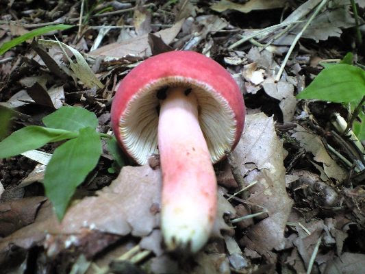 赤いキノコは山ほど 天然食材探しへ近くに気軽に出かけよう