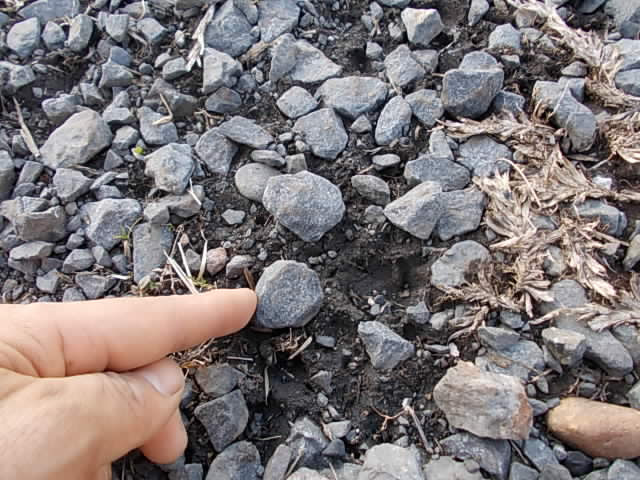 砂利土をフルイに通したら 美味しそうな土が
