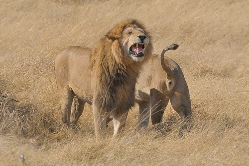 animals games