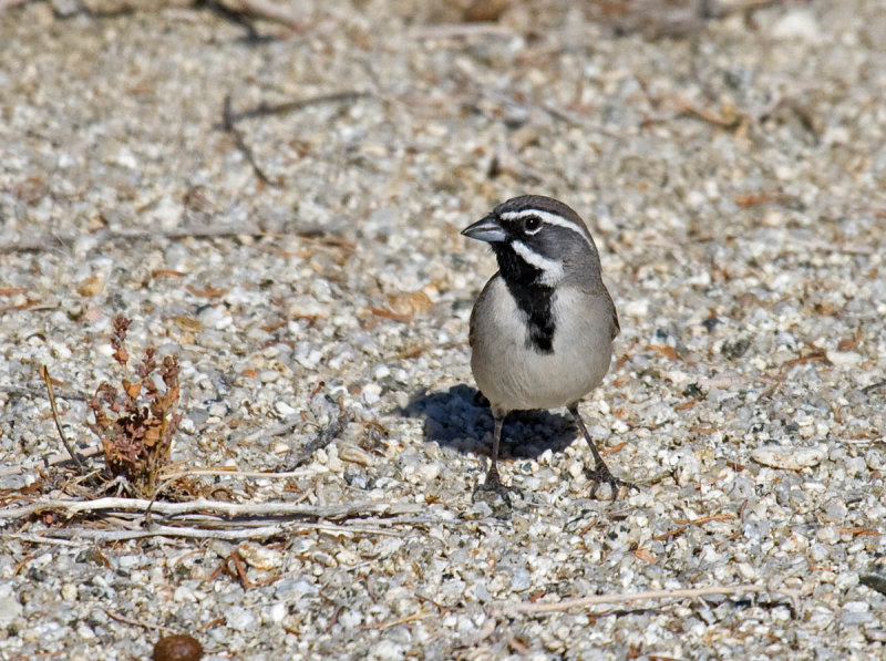 Black-throated Sparrow