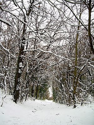 neige sur les bois