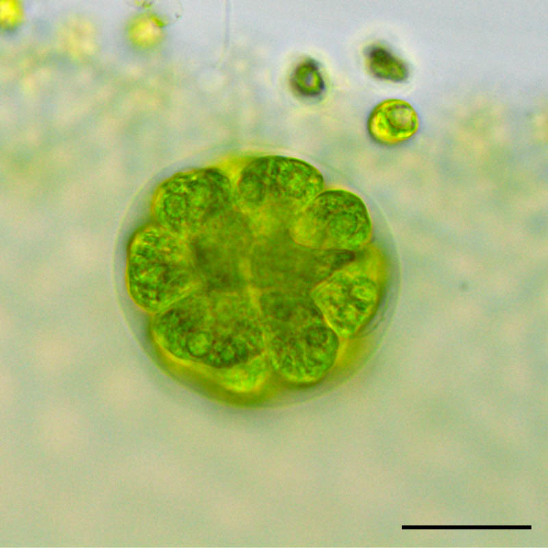 緑色植物門 ボルボックス Volvox の画像集