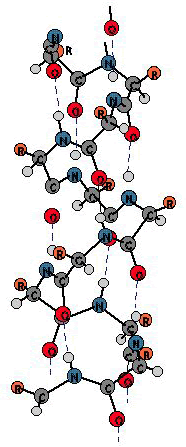 double helical structure of proteins results from hydrogen bonding