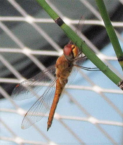 ソバマキトンボ ソバの播き時と赤トンボ