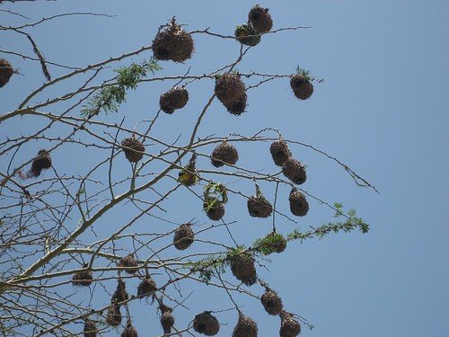 weaver nests Richards Bay SA