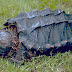 Common Snapping Alligator Snapping Turtle Texas / Alligator snapping turtles are found exclusively in the united states, from northern florida to eastern texas and as far north as iowa.