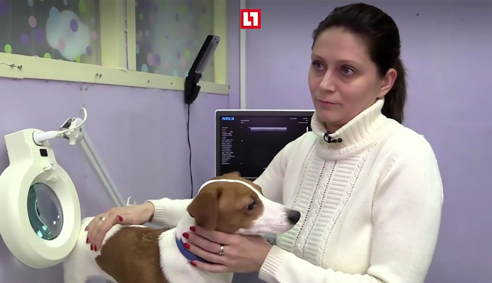 耳が垂れていた方が可愛い という理由で 犬に整形手術を受けさせた家族 罪悪感もない飼い主に非難殺到 Petfun 動物やペットに関する情報サイト
