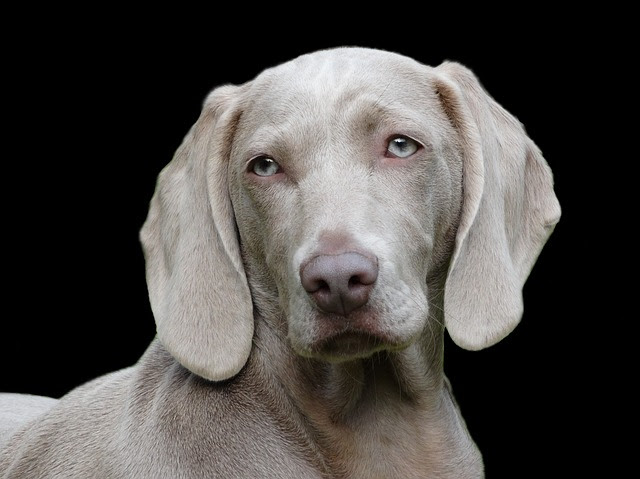 閲覧注意 犬は幽霊が見える 灰色の幽霊 と呼ばれる犬がいる