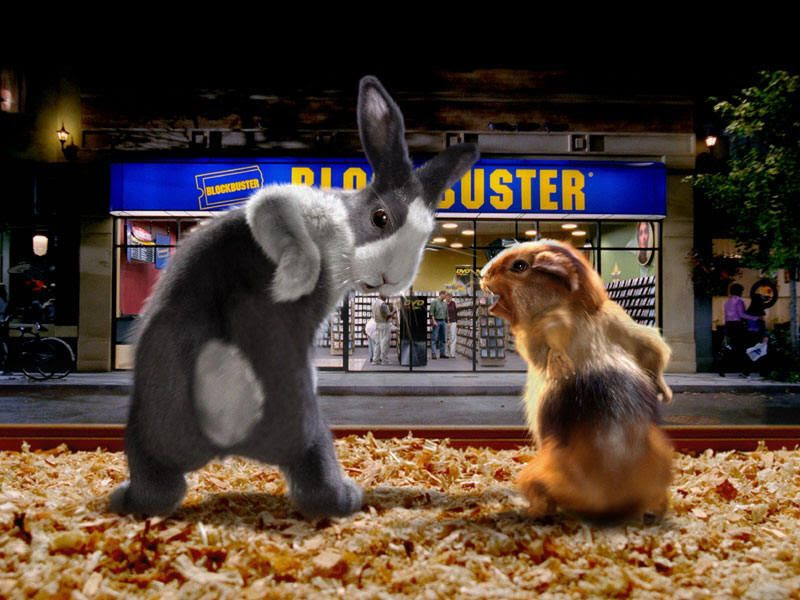 Rabbit vs. Guinea Pig