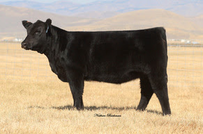 2013 Reserve Champion Heifer