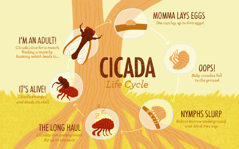 Urban Buzz: Citizen Science with Cicadas - Students Discover