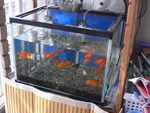 水換え途中の金魚水槽 金魚と温泉とワイン
