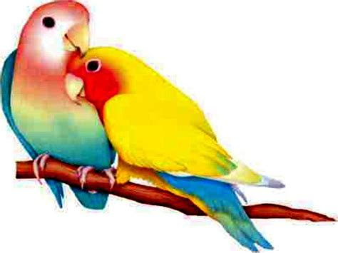 love birds wallpapers wallpaper cave