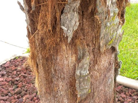 palm tree  shedding  bark    hometalk